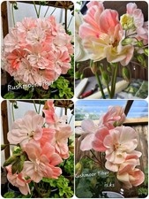 Pelargonie Hybrid Zonartic