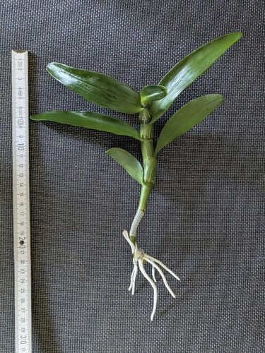 Dendrobium nobile oriental - dendrobium,