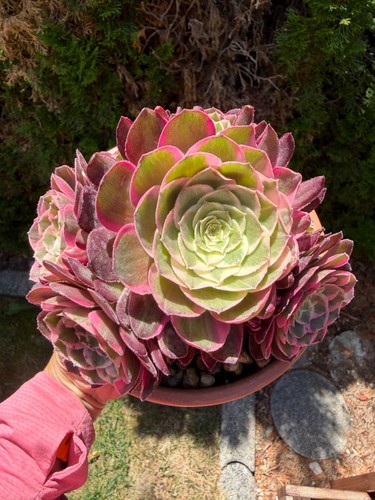 Aeonium peacock feather - aeonium,