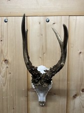 Kapitaler Rehbock 457g