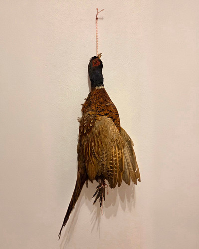 Fasan vogelpräparat - fasan,