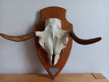 Elchgeweih - zwei Stück  -