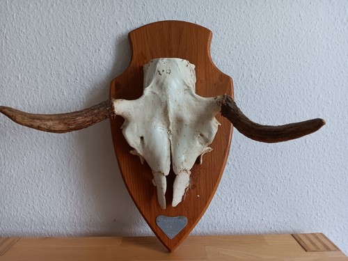 Elchgeweih zwei stück - elchgeweih,