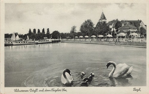 726394 schwanen idyll - schwanen, auf