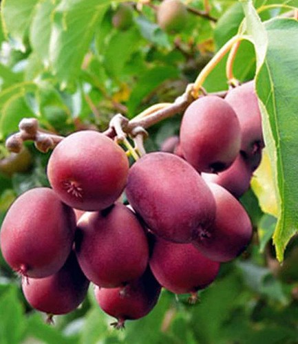 Kiwi ken red - ken´s, 1