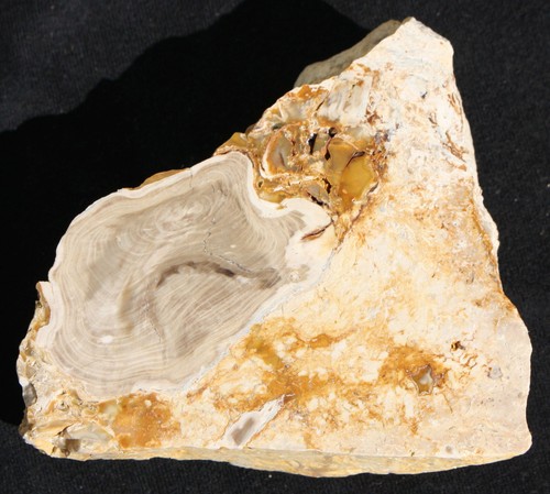 Versteinertes holz aus ungarn - versteinertes,