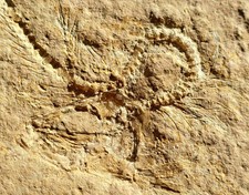Fisch fossil malm - -,