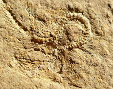 Fisch - Fossil - Malm (Tithonium) Plattenkalk - Solnhofen - alte Sammlung