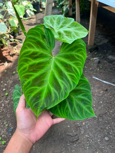 Real picture philodendron - real,