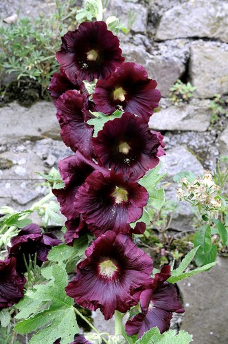 Samen stockrose schwarz - samen,