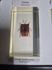 Litchi Stinkwanze Mini Biester