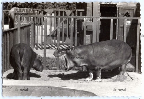 Zoo leipzig 1970er - 1970er,