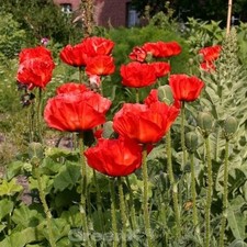 Türkischer mohn rembrandt - rembrandt,