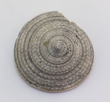 Schnecke, Architectonica noblis, Tertiär, Pliozän, Arcadia, Florida, USA -m408