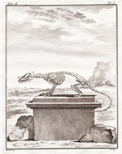 Opossum Sarigue Beutelratte skeleton Skelett engraving Kupferstich Buffon 1780