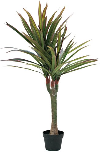 Europalms dracena - europalms,