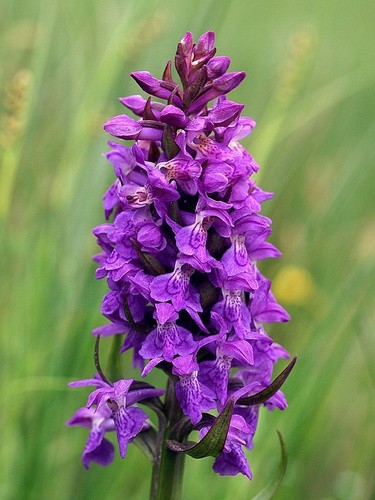 Dactylorhiza majalis
