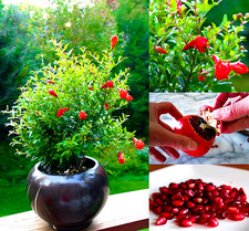 Zwerg-Granatapfel – Punica