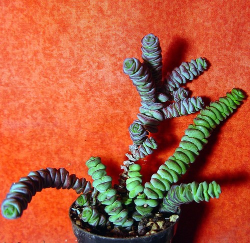 Crassula hottentot groß - hottentot,