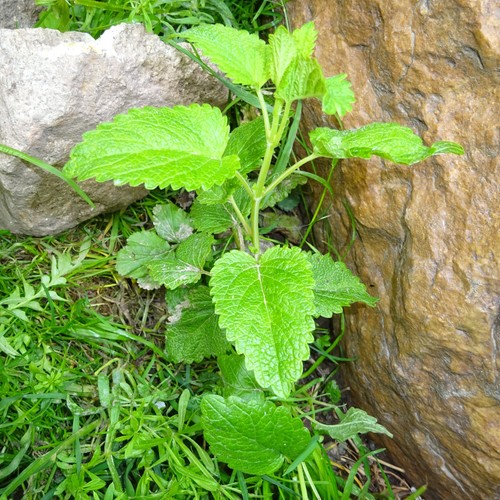 Melisse kräuter pflanze - kräuter,