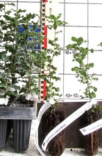 Quercus coccifera / Kermeseiche   -   seltene  immergrüne Eichenart   (Pflanze)