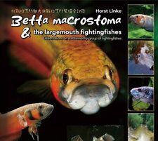 Betta macrostoma & the