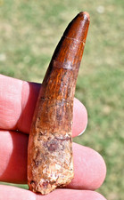 Spinosaurus tooth 2.99 inches