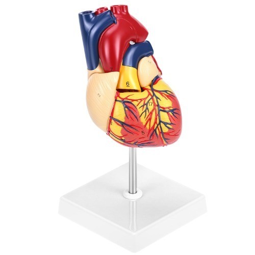 Herz anatomie modell - herz, 1:1