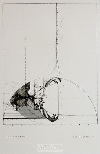 Gabriele grosse leptinopterus - gabriele,