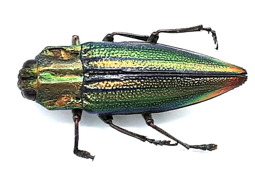 Buprestidae cyphogastra - buprestidae,,