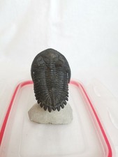 Schöne seltene Hollardops