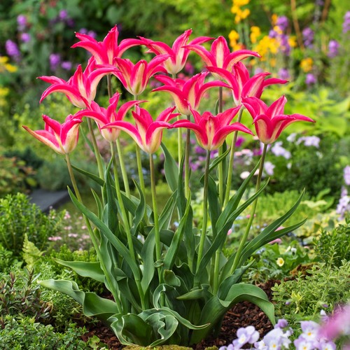 Tulpen blumenzwiebeln zwiebeln - tulpen,