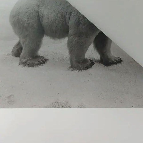 Hiroshi sugimoto eisbär - hiroshi,