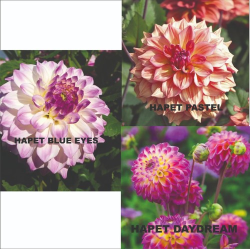 Dahlien knollen set packet - dahlien,