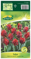 Tulpe "Rococo" rot   Blumenzwiebeln   Quedlinburger