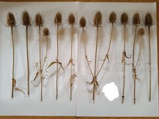 Wilde Karde 13 getrocknete