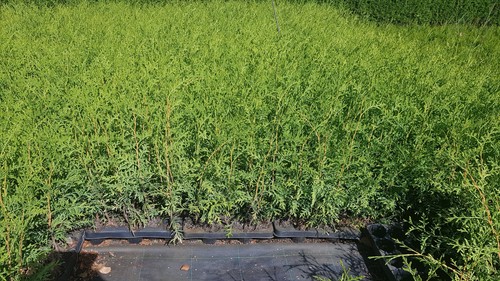 500x thuja brabant 20cm - thuja, 15-20cm