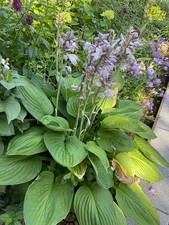 grüne Funkie Pflanze  3