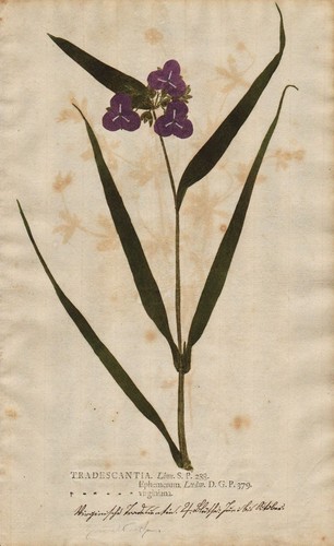 Tradescantia spiderwort