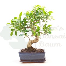 BONSAI Chinesische Feige 'Ficus Retusa' inkl. Schale. Indoor