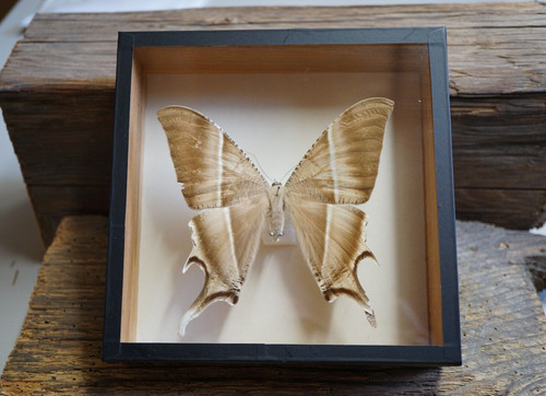 Schmetterling falter urania - schmetterling,