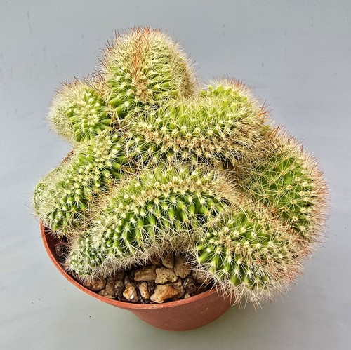Schöner mammillaria ernestii - schöner,