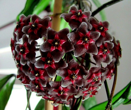 Hoya wachsblume royal hawaiian - hoya,