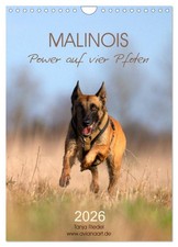 Malinois Power auf vier Pfoten