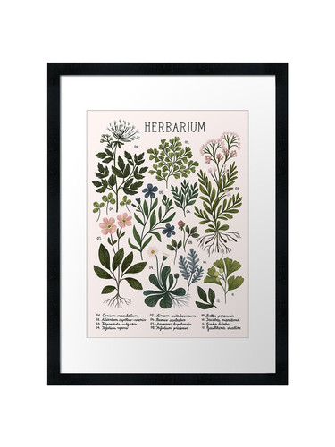Herbarium hell gerahmtes