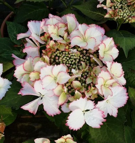 Bauernhortensie love you - bauernhortensie,
