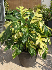 80002803 monstera minima - 80002803,