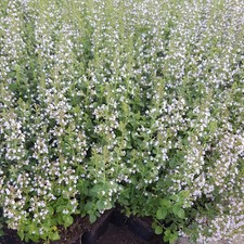Calamintha nepeta 'Triumphator' - Kleinblütige Garten-Bergminze 'Triumphator' -…