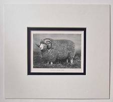 PARSONS Exmoor Horn Ram, 1918 Sheep Breeds Photo Print