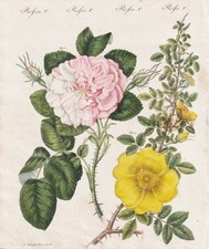 Basilica yellow roses yellow